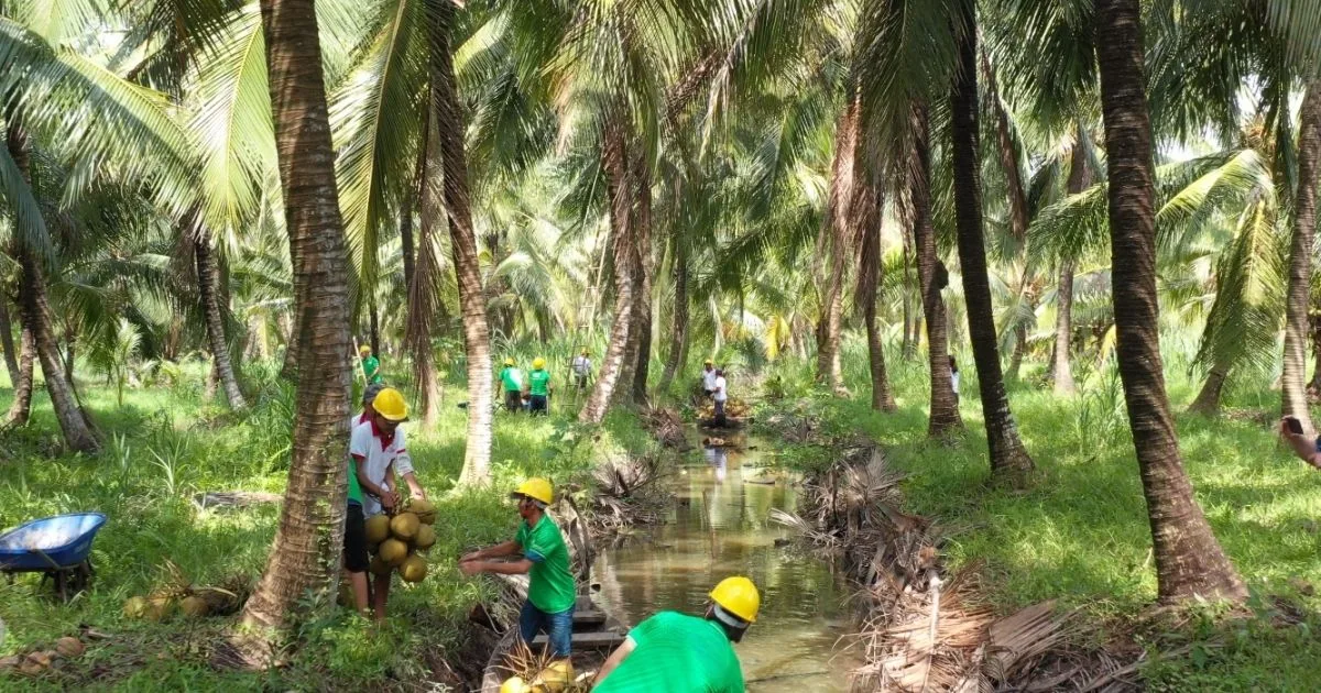 Coconut Sourcing and Maturity Control
