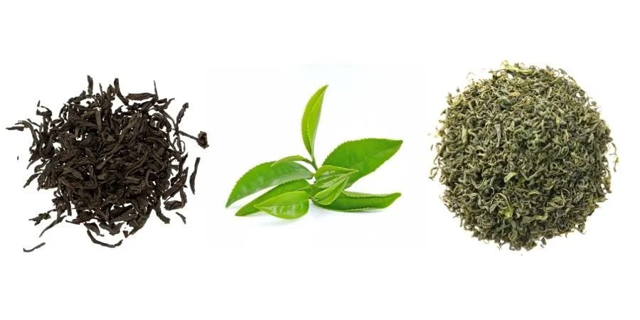 The key difference between green and black tea lies in how the leaves are processed after harvesting, especially the level of oxidation.