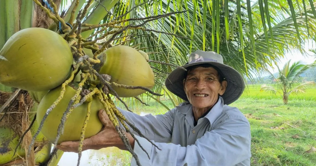 Vietnamese coconut farmer harvesting fresh green coconuts for processing
