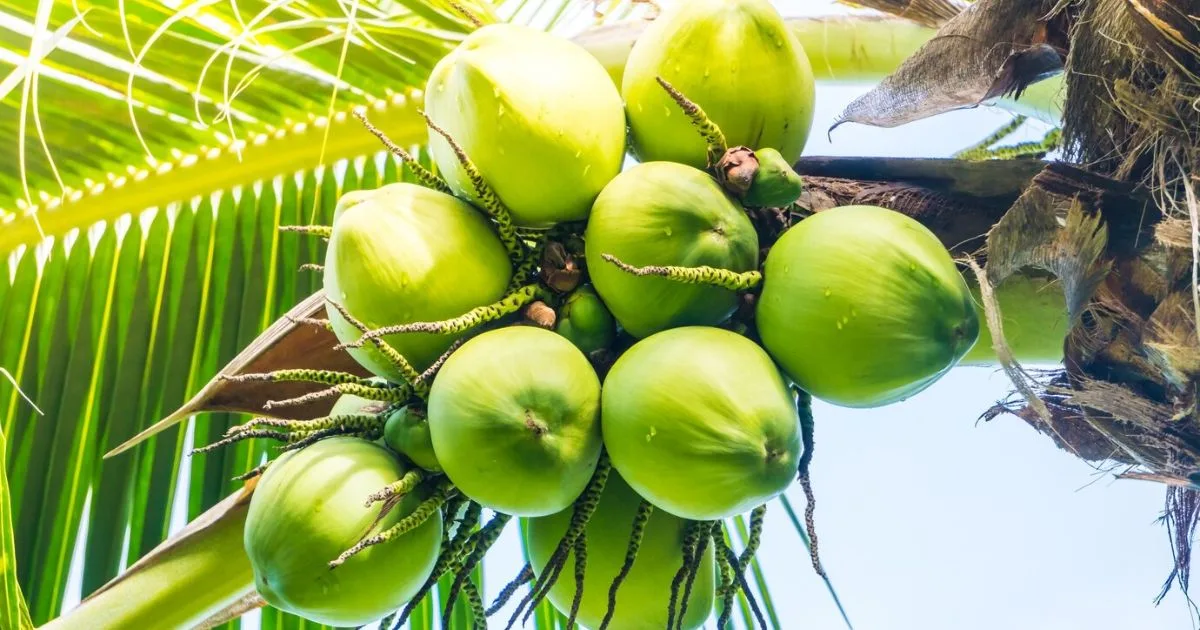 Sourcing fresh, high-quality green coconuts for 100% pure coconut water production in Vietnam