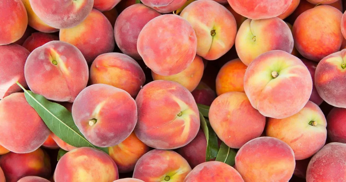 Peaches and Nectarines