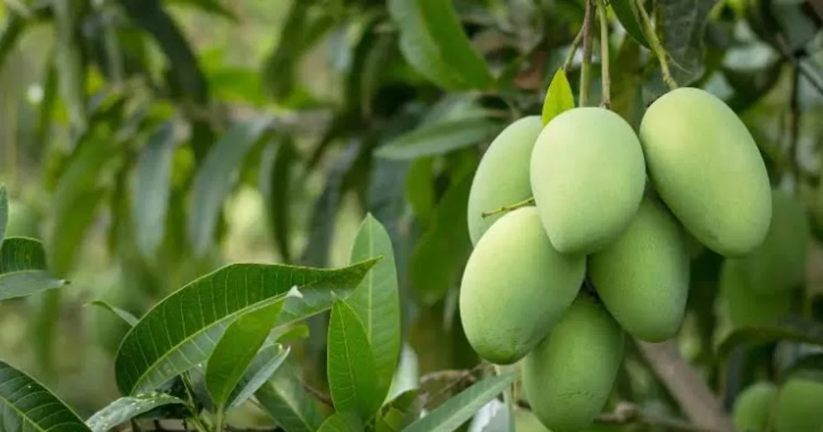 Mango